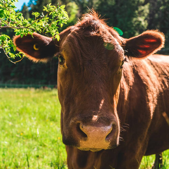 Kegyetlenségmentes és vegán etika